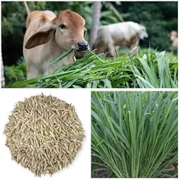 Original Seeds Malai Makhan Grass Seeds, hybrid seeds for cattle, goat, and livestock feed, improves growth and milk quality, pack of 1 Kg-picture-31