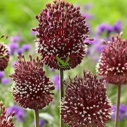 IMP. Allium | Alliaceae Excellent Quality Flower Bulbs for Attractive Aromatic Flowers Home Outdoor Gardening Plants Flowering Bulbs (Pack Of 4, The Red Mohican Allium)-image-1
