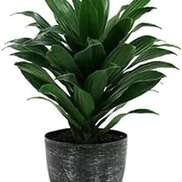 DOOR TO GARDEN Live Good Lucky Lotus Bamboo Plant for Office Table Home Decor Good Indoor Plant/Tree with Pot Gifting Purpose Healthy Plant, Green image 1