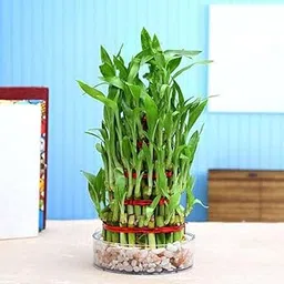 Mphmi Seedless Plant Plants 4 Layer Lucky Bamboo Plant in a Bowl with Pebbles-picture-15