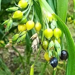RARE LIVE VAIJANTI MALA SEEDS PLANT | JOB'S TEAR | LORD VISHNU KRISHNA PUJA MALA SEEDS | BEST SACRED FOR HOME AND TEMPLE VAIJANTI WITH POT (PACK OF 1)-picture-17