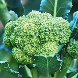 Golden Hills Farm Hybrid Brocoli Greenback 200+ seeds-picture-18