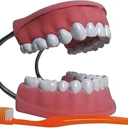 Dental Care Model with Normal Tooth Brush-picture-30