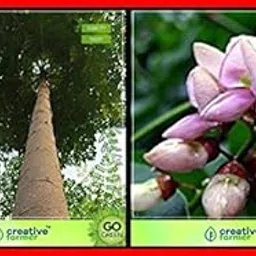 Creative Farmer Summer Seeds Combo Flower Seeds and Tree Seeds : Indian Beech Tree, Malabar Neem, Pongam Tree, Water Cress, Ashwagandha, Thyme English Winter, Gazania and Others -2 Packs-picture-53