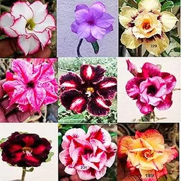 Desert Rose Adenium Plant, Live Tropical Succulent, 15-20 cm Height, pack of 9 plants-picture-30