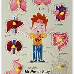 Inside Body Parts Toddler Puzzles for Kids Ages 2-4-8 Wooden Puzzles - Gift Toys for Boy and Girl (Inside Body Parts)-picture-24