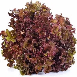 Nutrifresh Lollo Rossa Hydroponically Grown (approx.100gm) Pack-picture-14