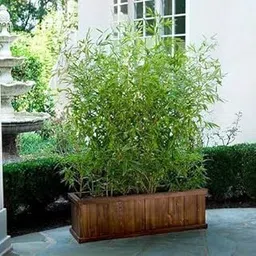 BISWAS PLANTS HOUSE` Chinese Bamboo Indoor/Outdoor (Golden) 1 Healthy Live Plant WB54-picture-11
