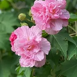 Live ‟Land Lotus | Hibiscus Mutabilis | Cotton Rose (Sthal Padma) Plant – Double Petal, Colour-Changing Blooms, Nursery-Grown in Poly Bag. image 1