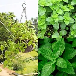 Fresh Spearmint/Peppermint Live Plant | Aromatic Kitchen Herb with Pot | With Hanging pot (Pack Of 1)-image-11