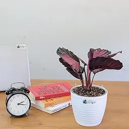 LittleJungle Calathea Rosy - Live Plant with 5.5 Inches White Decor Pot | Indoor Plants For Home | Office Desk | Air Purifying Plant | Live Plant With Pot For Home Decor |-picture-61