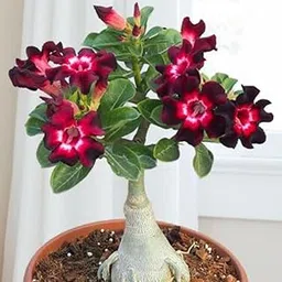 Guruji Plantation Adenium Bonsai Looking Plant Indoor or Outdoor Plant for Home and Garden with Pot Multicolor (Pack of 1)-picture-18
