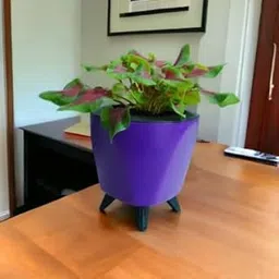 Live Caladium Red Green Plant | Indoor Decorative Foliage Plant with Vibrant Leaves | Easy to Grow, Low Maintenance Air Purifying Plant for Home & Office Décor | Fresh Live Plant-image-36