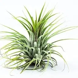 zaprics trading Tillandsia Ionantha Air Plant, Live Flower Plants without Pot for Home | air plants for beginners air plant| include 1 big size air plants for home decoration-image-1