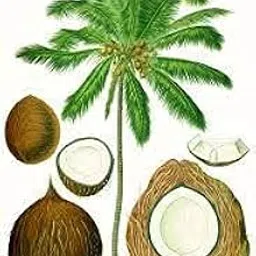 Bio Mass (1 litre)-picture-55