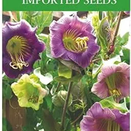 Cobea Scandens Rampicante Mix Perennial Vine Imported Flower Seeds-picture-19
