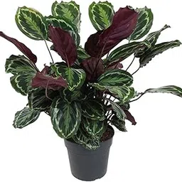 Neethu's Mart | Calathea Medallion Plant | CalatheaRoseopicta | Calathea Prayer Plant | Pack of 1 Healthy Live Plant-picture-43