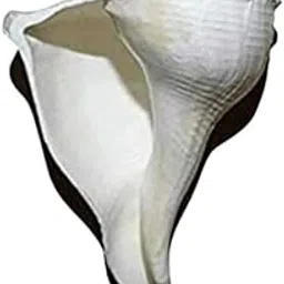 Soulwise Dakshinavarti Shankh – 2 Inch Right-Handed Natural Conch Shell for Puja, Vastu, and Lakshmi Sadhana | Spiritual Item for Home Temple & Wealth Rituals.-picture-33
