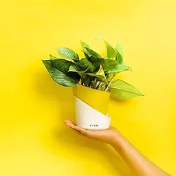 KYARI Money variegated Indoor Plants for Living Room | Live Plants | Plants with Lemon Yellow Self Watering Pot for Home | Air purifier plants | Plants for Home Decor | Plants for Garden & bedroom-picture-25
