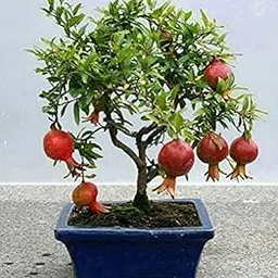 Shyam Baba Green House Indoor Pomegranate Bonsai Tree Plant, Live Fruit-Bearing Plant in Plastic Pot, Decorative Mini Fruit Tree for Home Pack Of 2-image-7