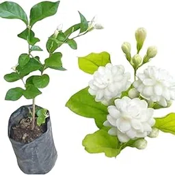 Live Mogra Plant Jasminum Arabian Jasmine Double Petals Rose Shaped Big Flowers & Awesome Fragrance Flower-picture-32