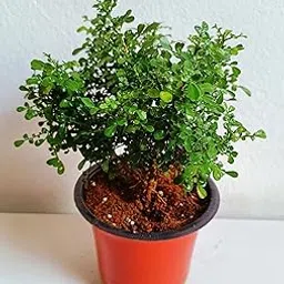 24 hours oxygen giving indoor plants,indoor 24 hours oxygen giving plants,Kamini plant (Pack of 1 with pot)-picture-24