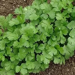 Seed Wala Cilantro Coriander Dhaniya pack of 300+ seeds | organic Seeds image 1