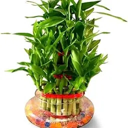 ARADHYA ENTERPRISES Lucky Bamboo 3 Layer Plant For Home Décor And Good Luck Live (Healthy Live Plant)-image-20
