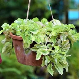 Live Plant | Indoor plant | Home Decor & Landscaping Plant Devil's Plants-picture-25