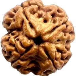 NEXG Astrological 4 Mukhi Rudraksha Original Certified Nepali AAA+++ Quality Char Mukhi Rudraksha with Silver Locket Four Face Rudraksha Chaturmukhi Rudraksha 4 मुखी रुद्राक्ष-picture-21