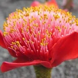 Radha Krishna Agriculture | Football Lily | an African Flower Bulbs for Your Beautiful Garden Pack of 8 Bulbs.-picture-20