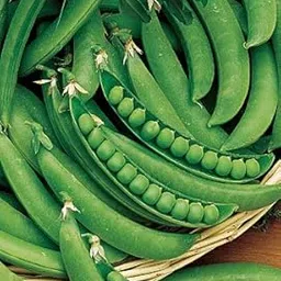 Indica PEAS Imported OS-10-1KG Seeds Pack Super Quality for Professional Growers-picture-40