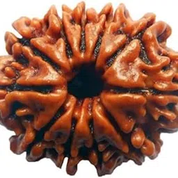 Astro Cart 9 mukhi rudraksha Nepal 9 Faced Rudraksha by Lab Certified-picture-36