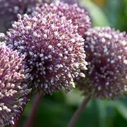 Allium Splendor A Guide Colorful Gardening Allium Flower Bulbs Growing Hybrids Planting Giganteum Varieties Seasonal Cultivation Home Gardens(summer drummer pack of 5)-picture-10