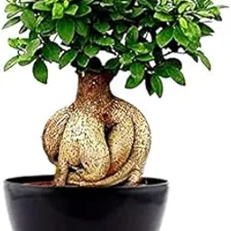 Seedless Plant Indoor Plants Ficus bonsai (trunk weight: 1 kg) Plant-image-15
