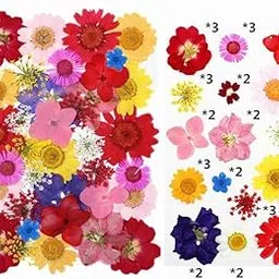 Litvibes Dried Pressed Real Flowers Colorful Natural Dried Flowers Daisies for Candles Handmade Art & Crafts Epoxy DIY Resin Pendant Jewellery Gifts Accessories Nail Art - Pack of 40 Flowers-image-59