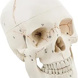LABZIO Life-Size Human Skull Model for Anatomy, PVC Skull with 54 Numbered Features, Removable Calvarium & Articulating Jaw, Medical & Dental Studies, Educational Tool for Students, Halloween Decoration Prop-picture-43