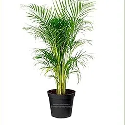 Grun Live Plant Good Luck Areca - Oxygen Providing Indoor Plant-picture-17