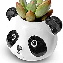 HILLMART® Natural live pachyveria royal flush succulent plant with panda resin pot for indoor windowsills varanda living room decor & gift 10 cm-picture-26