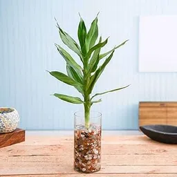 Mphmi NCR Live Plants 30 cm Lotus Lucky Bamboo Plant in a Glass Vase with Pebbles-image-15