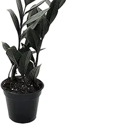 Balaji Creator|| Live ZZ Plant Black Leaves| Indoor Plant| Live Plant with Black Ceramic Pot|| ‎Zamioculcas Zamiifolia Plant|| Home Decor Live Plant-image-5