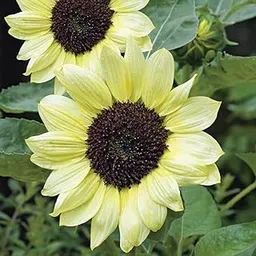 M-Tech Gardens Rare Sunflower " Valentine " Exotic 30 Seeds for Growing-picture-25