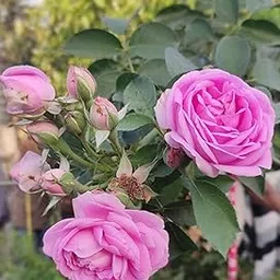 Scented Rose - Baby Pink Paneer Rose Live Plant Garden - 2to3 Feet Height-picture-22