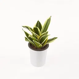 Ratanshi Agro Hortitech Sansevieria Lotus Live Indoor Plant with 4" Self Watering Pot | Snake Plant Lotus Succulent-image-37