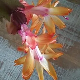 GREEN BAZAAR SHOP Verry Good Looking Yellow Zygo Cactus "Christmas Cactus" Live Indoor Plant Free One Black Pot (Pack Of-1) Healthy Plant-picture-32