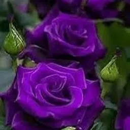 Baagan Purple Rose Climbing Live Flower Plant (Pack of 1) ? Fragrant Blooms for Indoor Decoration, Outdoor Garden, Balcony, Terrace ? Hardy Thorny Vine for Vertical Landscaping, Trellis & Gifting-picture-32