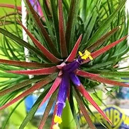 Mphmi Live Plant Nursery NCR Plants Lantern Air Plant Tillandsia Garden Live Nursery Indoor Outdoor-picture-21
