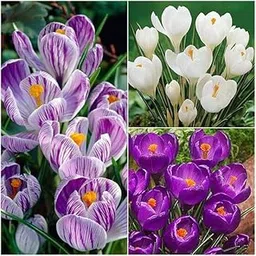 Mphmi Seedless Plant Flower Bulbs Plants Charming Crocus - (15 Bulbs Pack)-picture-21