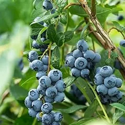 ROYAL LAND Rare Imported Blueberry Cyanococcus 1 Healthy Live Plant Seedling-image-4