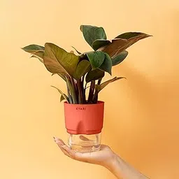 KYARI Philodendron Red Indoor Plants for Living Room | Live Plants | Plants with Red Self Watering Pot for Home | Air purifier plants | Plants for Home Decor | Plants for Garden & bedroom-image-12